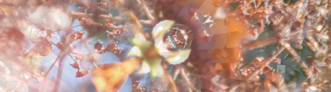 Blüten durch Kaleidoskop